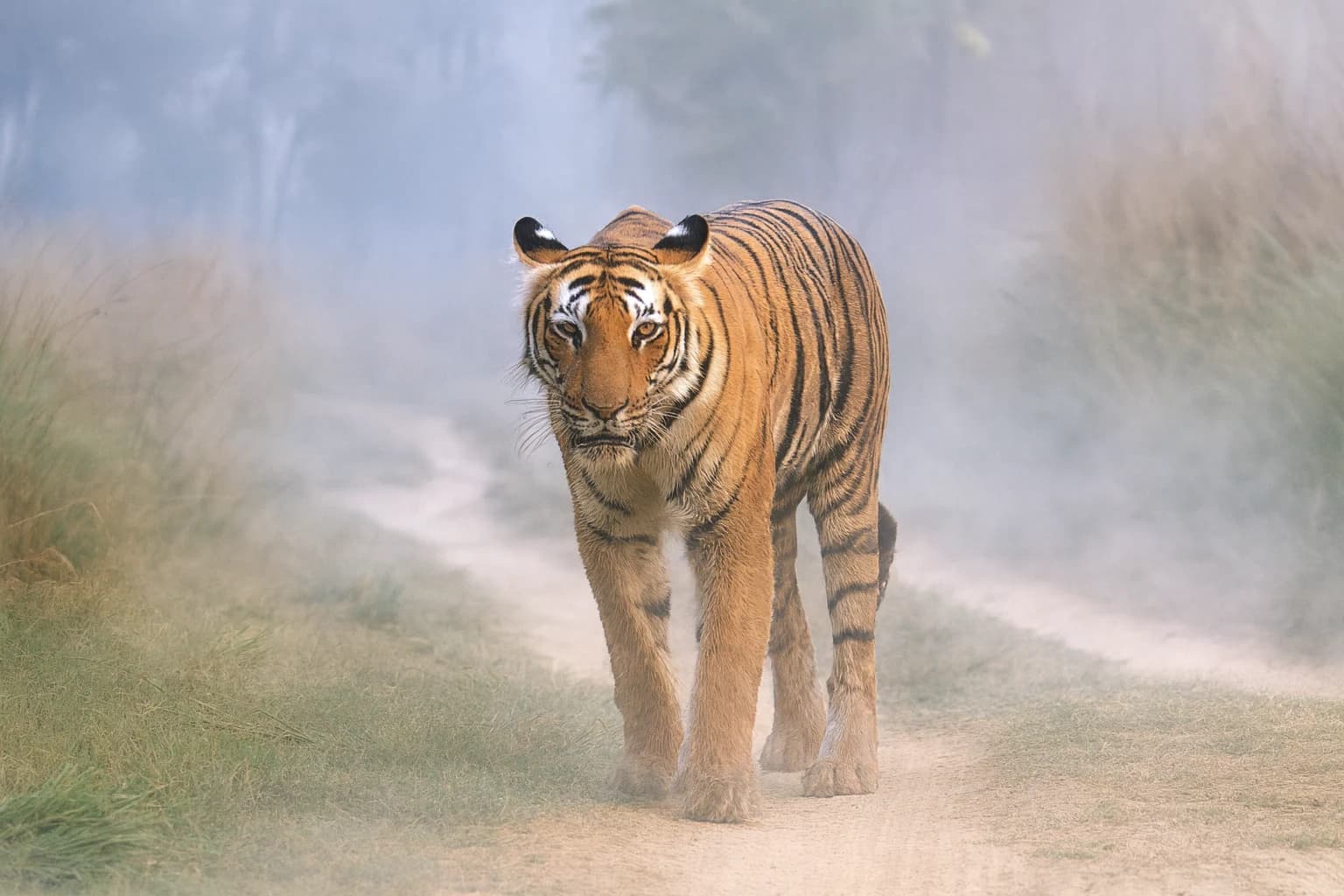 Corbett Tiger Reserve