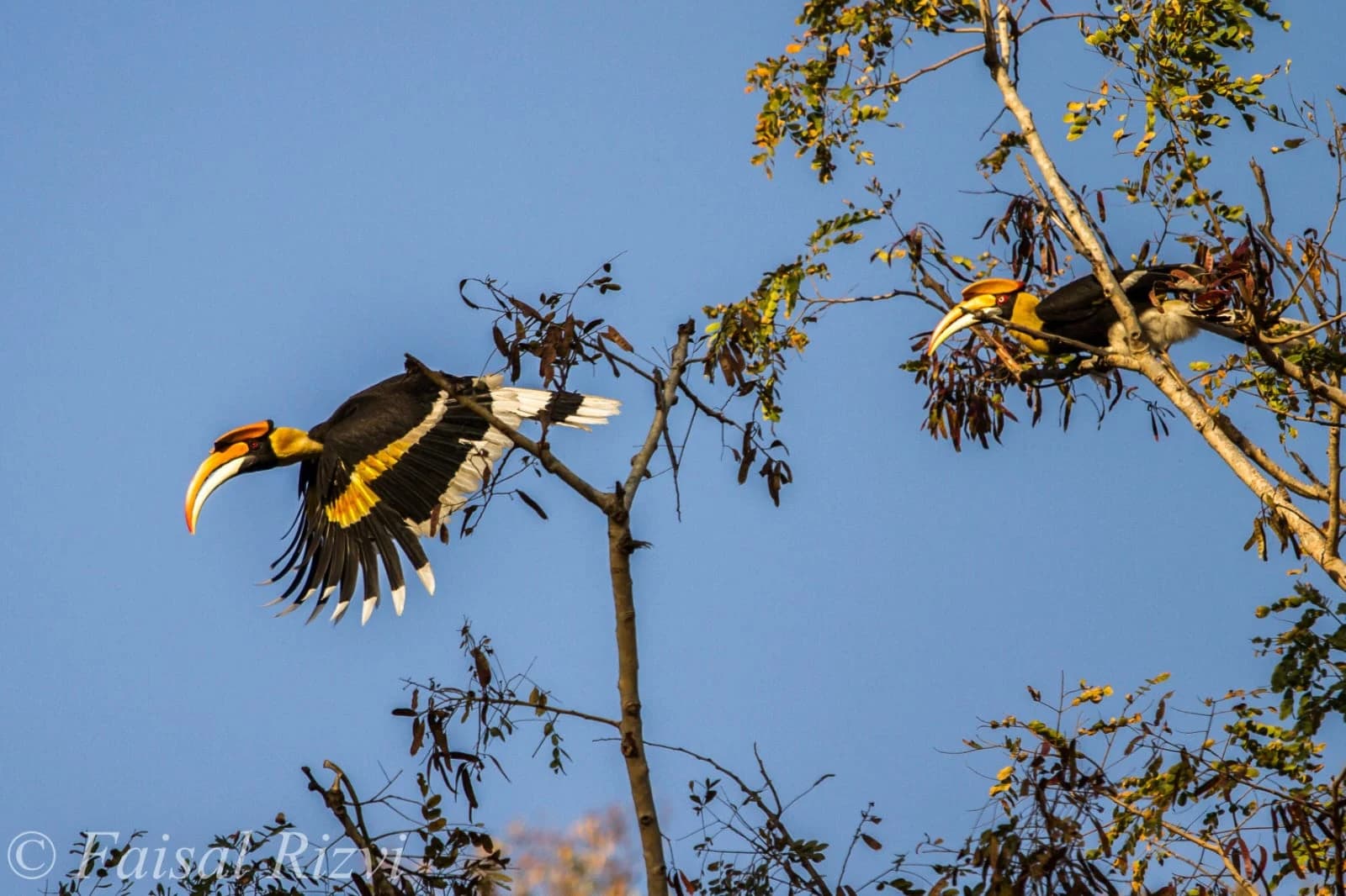Dawn Birding Safari