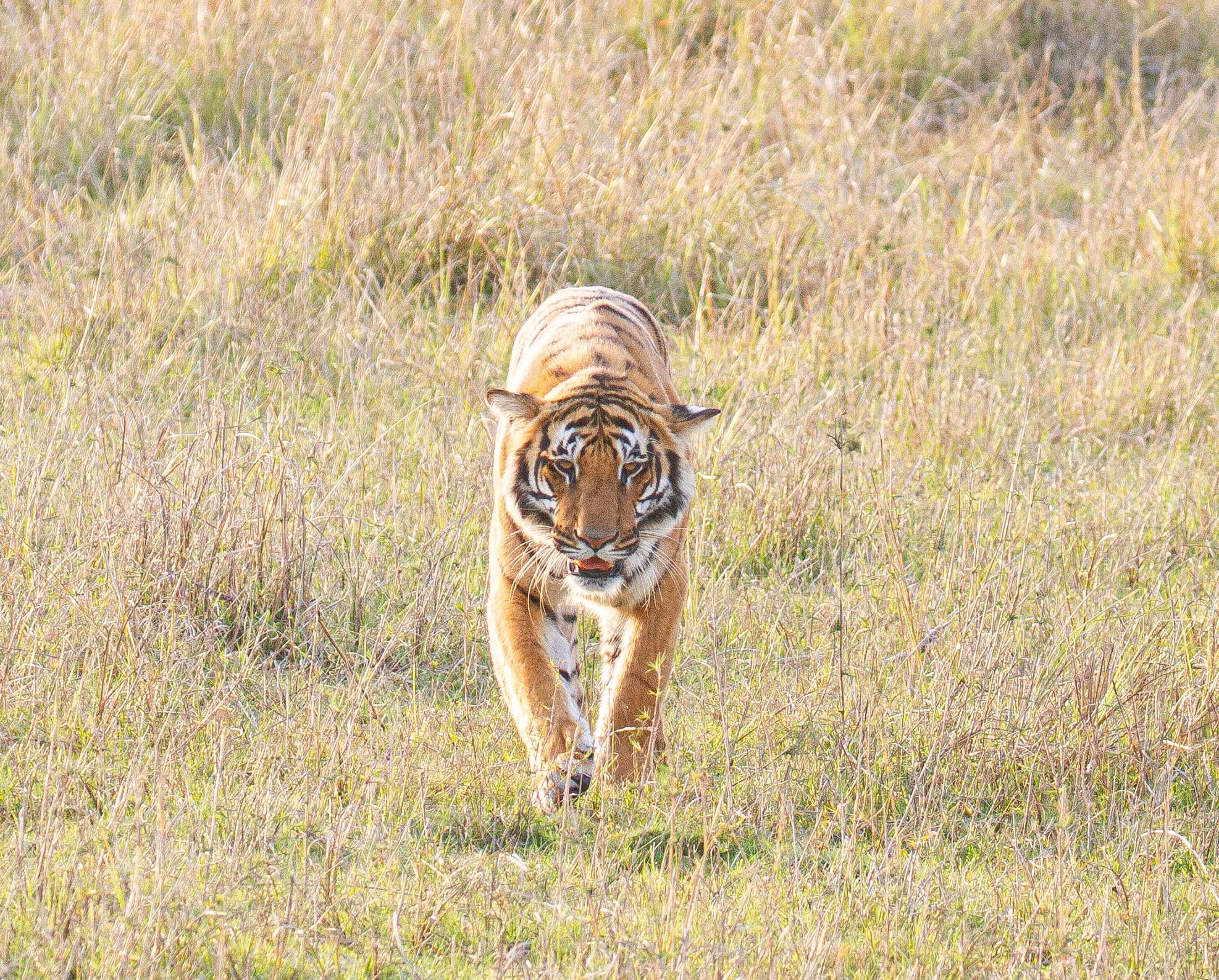 Jeep safari in Corbett forest