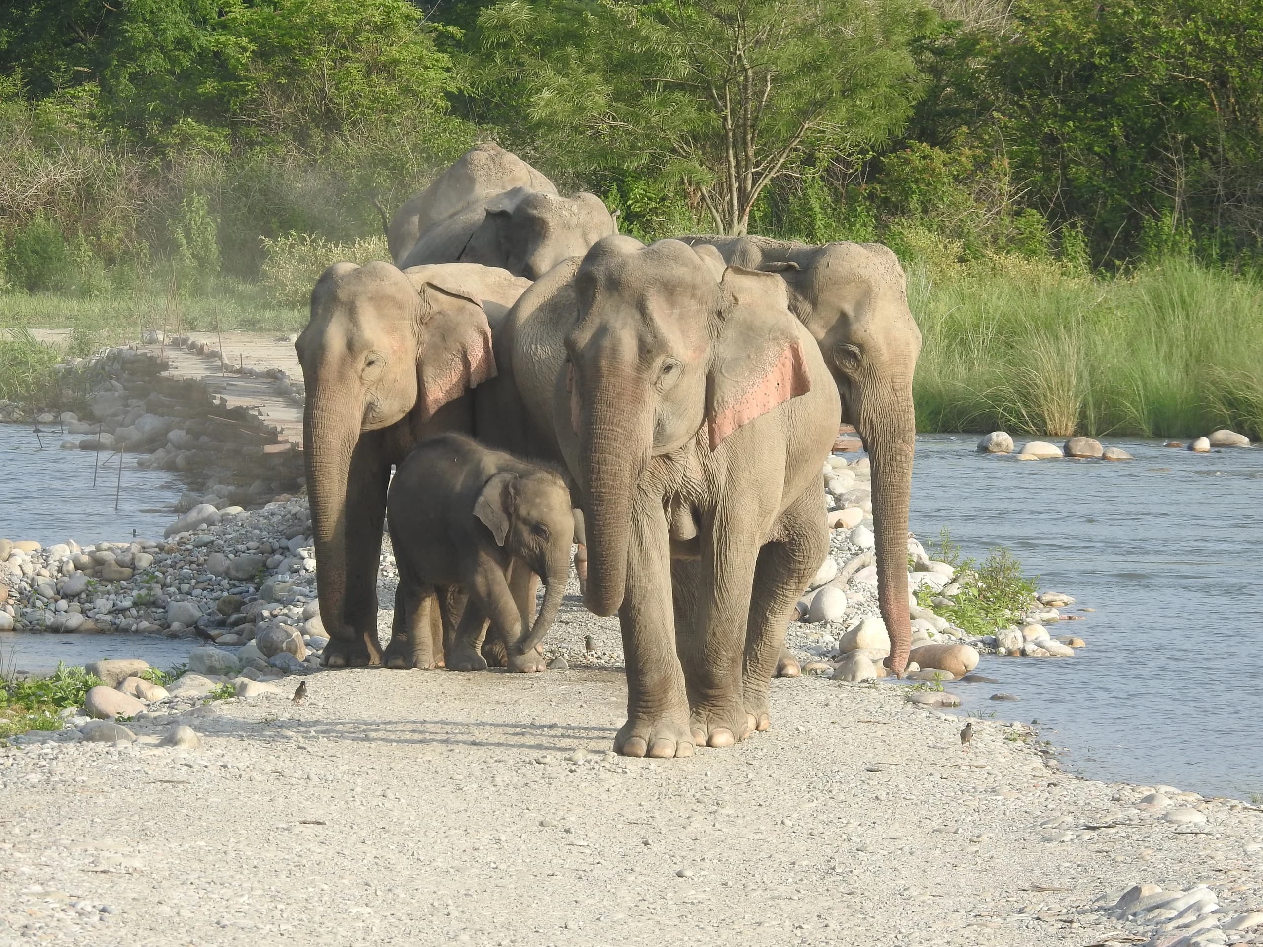 Wildlife in Corbett