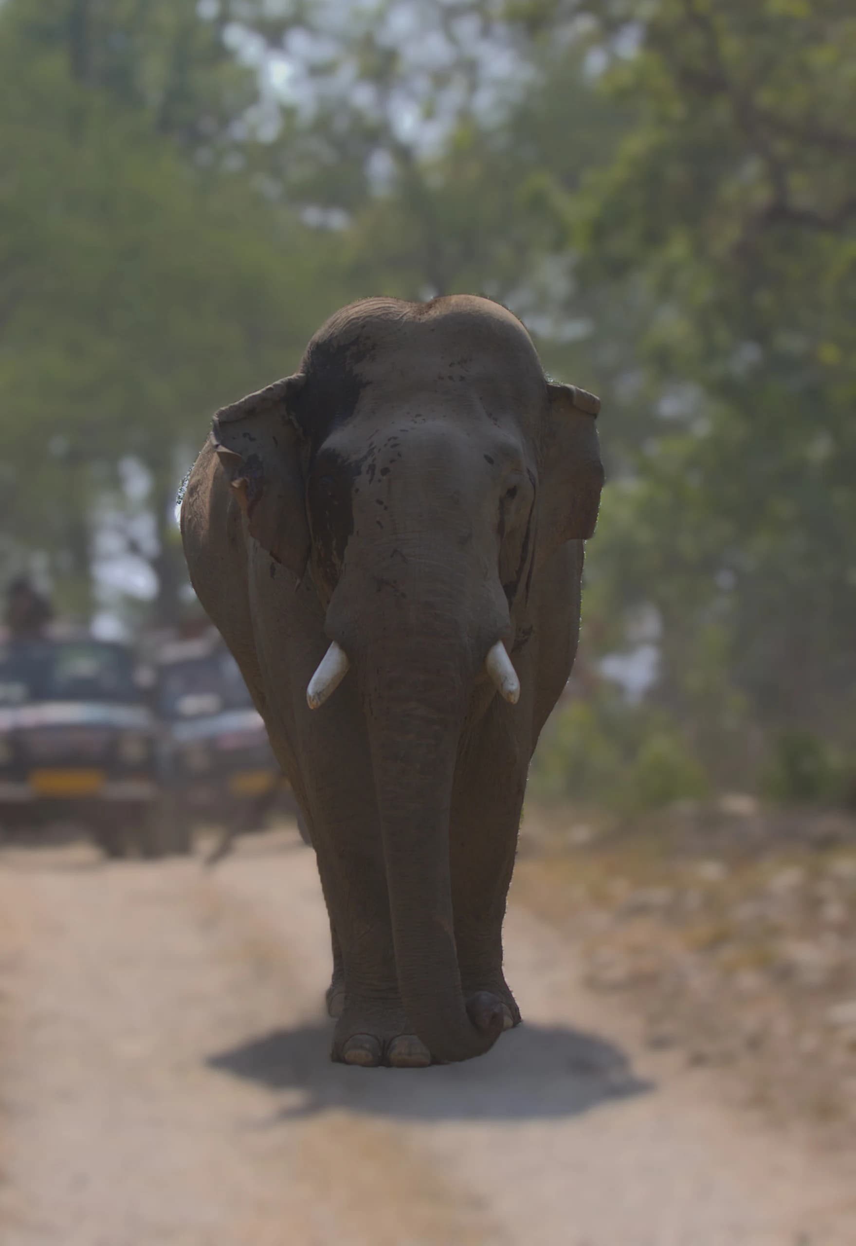 Corbett landscape