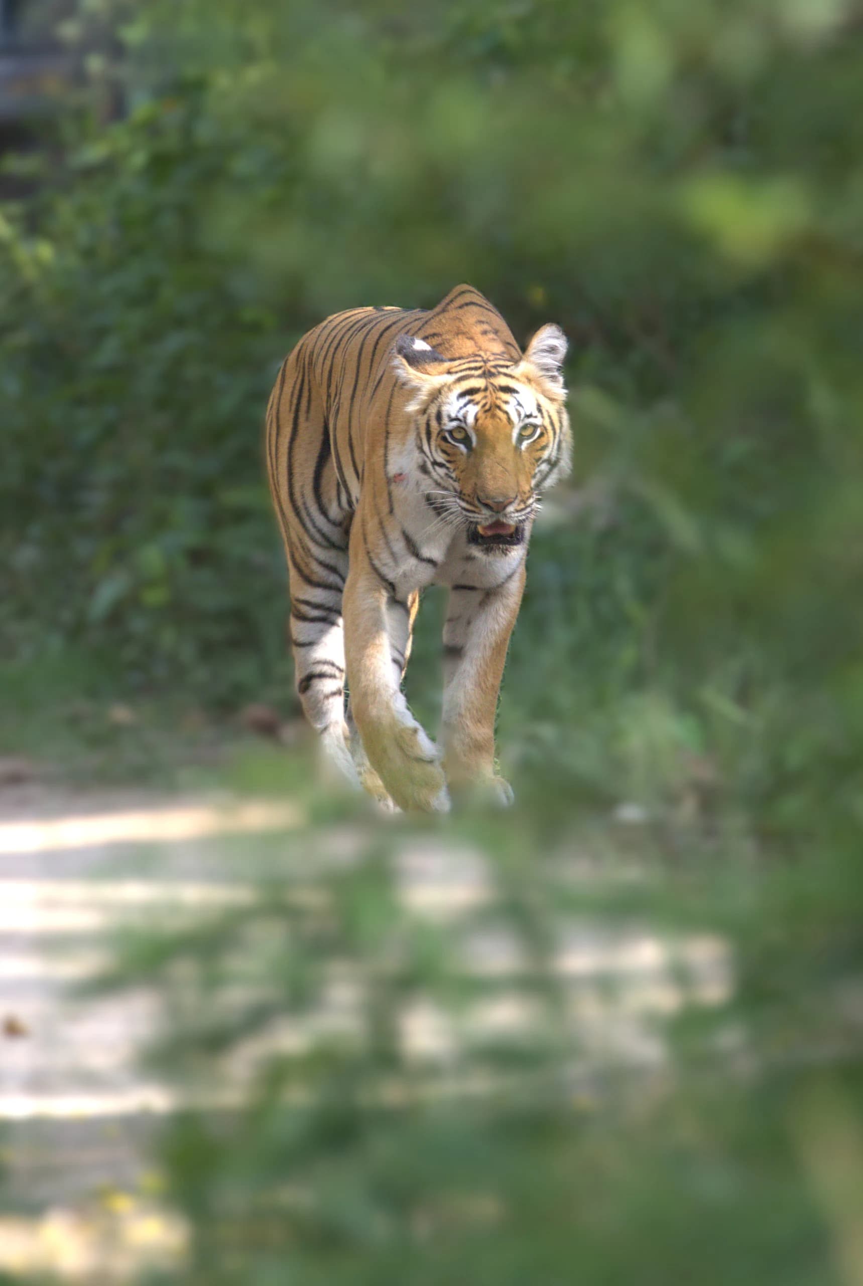 Wildlife sighting
