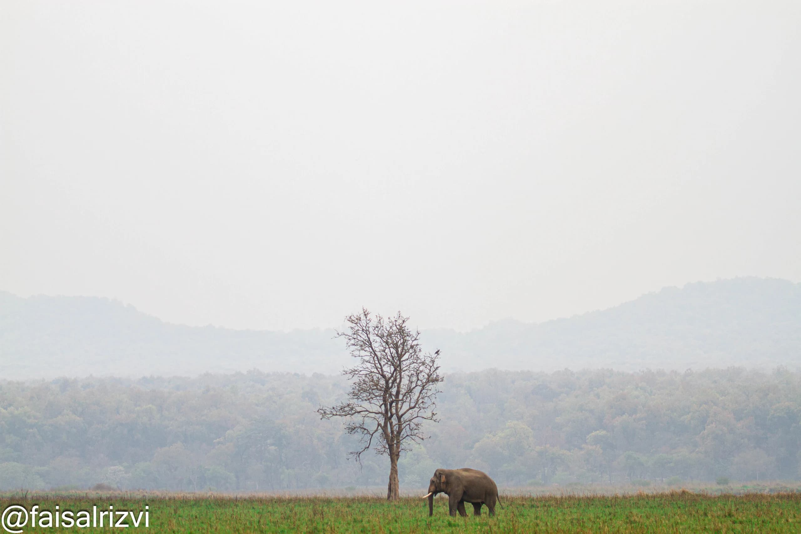 Expert naturalist guide at Corbett