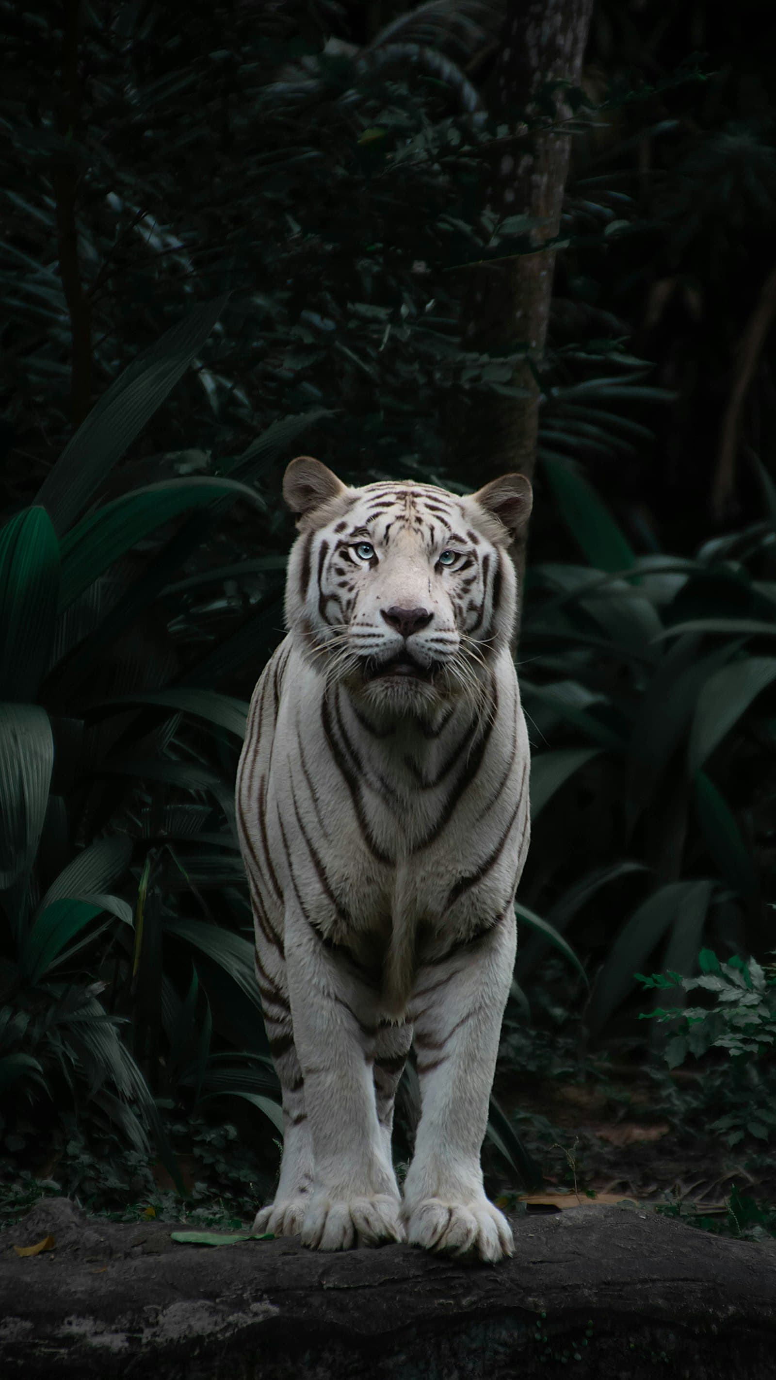 Phato Eco Tourism Zone