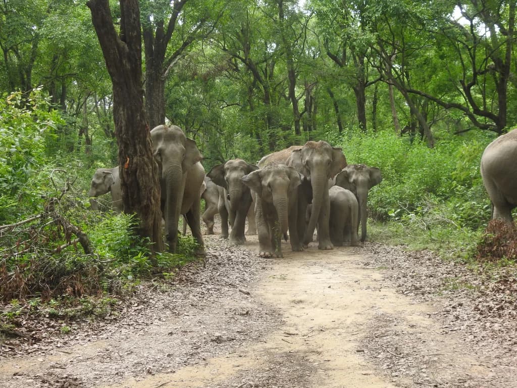 Jim Corbett Safari Adventure & Nature Experience - Image 2
