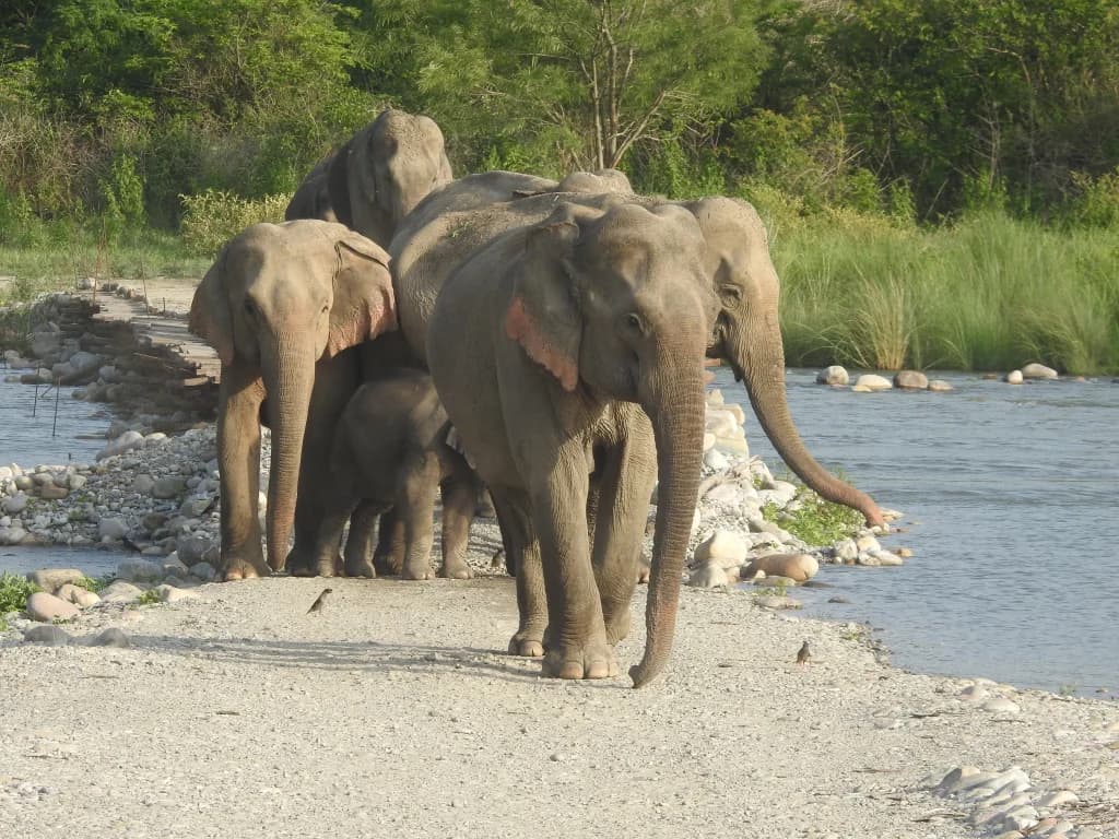 Jim Corbett Safari Adventure & Nature Experience - Image 3