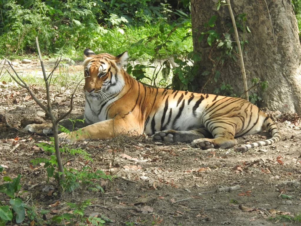 Jim Corbett Safari Adventure & Nature Experience - Image 5