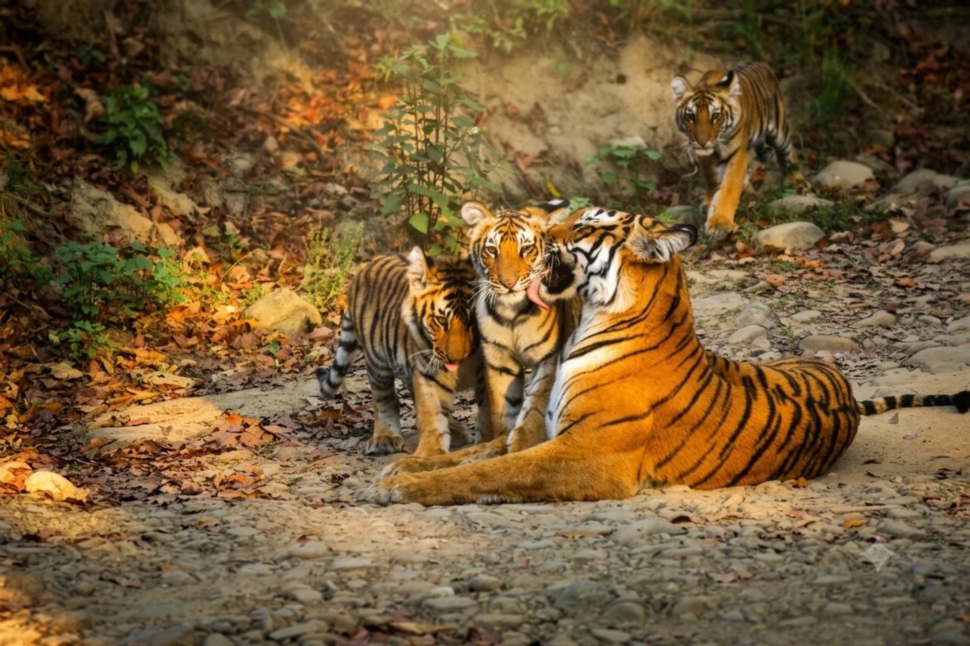 Tigress with cubs at Corbett National par