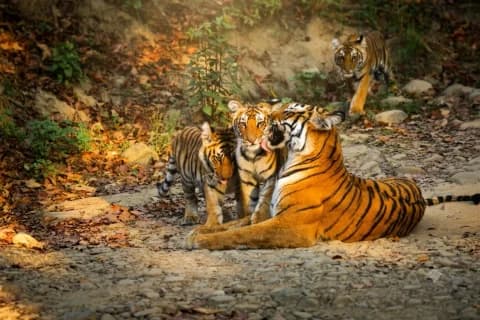 Tigress with cubs at Corbett National par