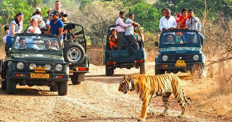 People in Safari jeeps looking at a tiger